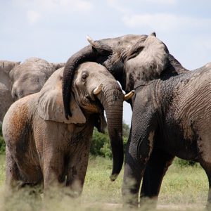 africa-466602_640.jpg